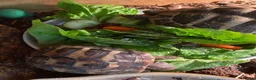 Hermann Tortoise reptiles for sale: Two beautiful Hermann tortoises  in Canterbury - Advert 3