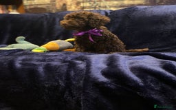Cockapoo dogs for sale: Chocolate Cockapoo Puppies for Sale - Image 6