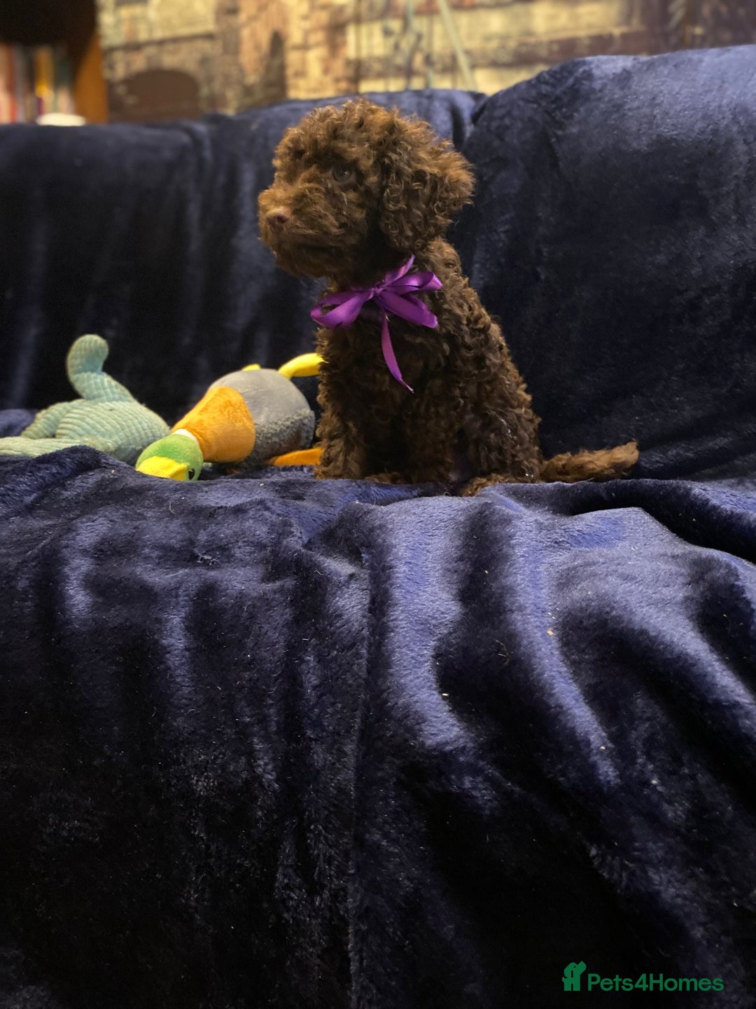 Cockapoo dogs for sale: Chocolate Cockapoo Puppies for Sale - Image 6