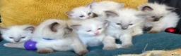 Ragdoll cats for sale: GCCF mom’s pure ragdoll kittens sale in London  - Advert 24