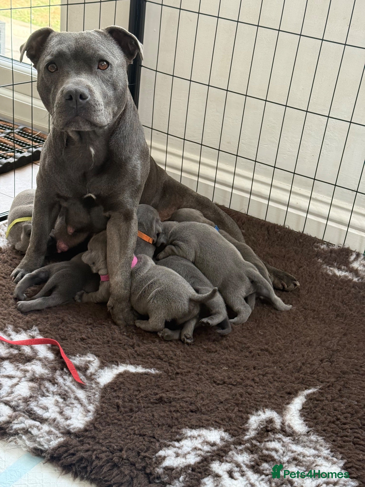Staffordshire Bull Terrier dogs KC staffy puppies Available - Advert 16