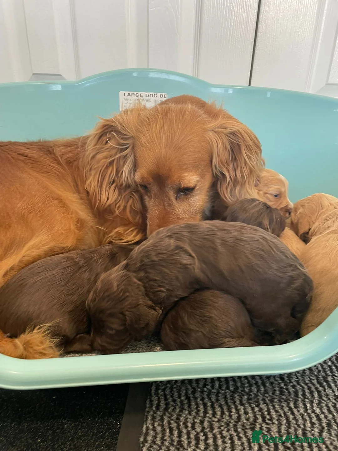 Cockapoo dogs for sale: F1 cockapoo p,a,r clear - Advert 1