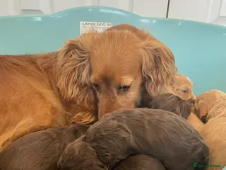 Cockapoo dogs F1 cockapoo p,a,r clear - Advert 2