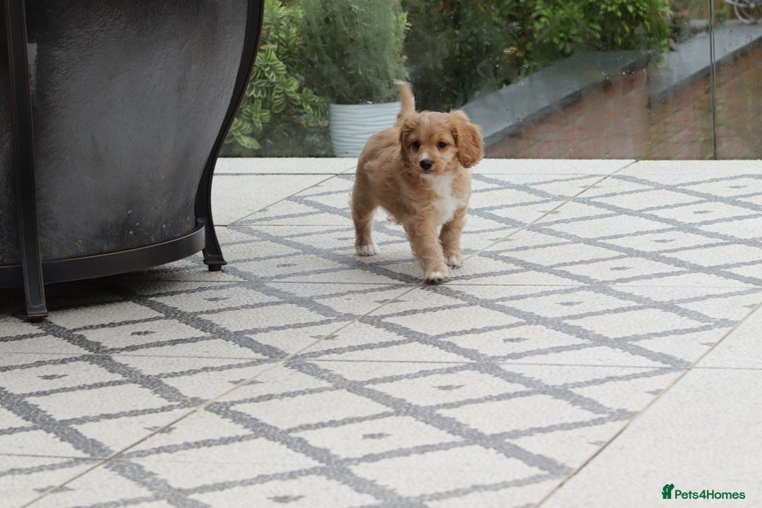 Cavapoo dogs for sale: F1 Cavapoo puppies for sale - Image 15