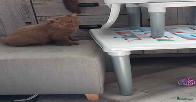 British Shorthair cats - Advert 15