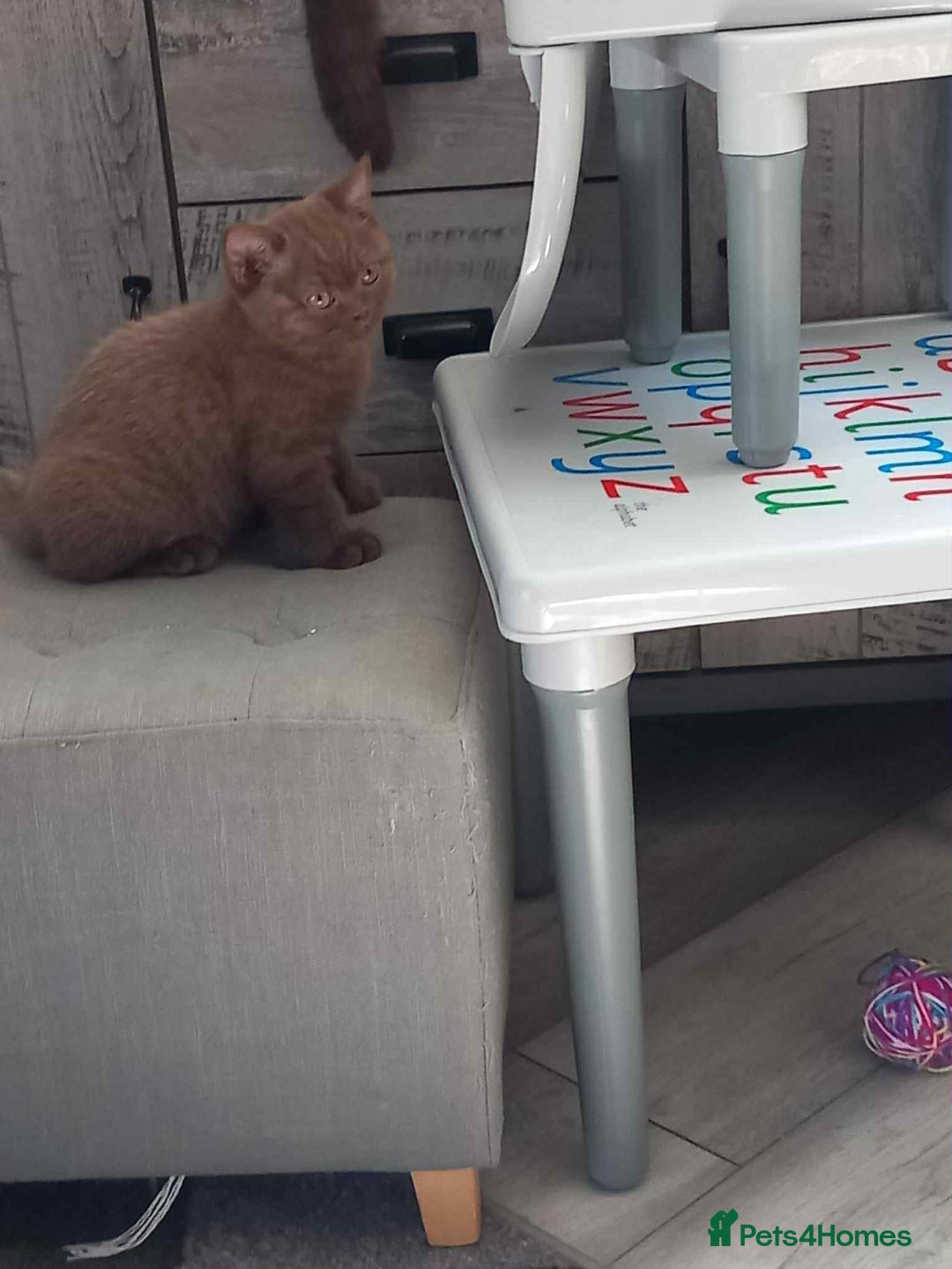 British Shorthair cats for sale: quality kittens gccf registered - Image 3
