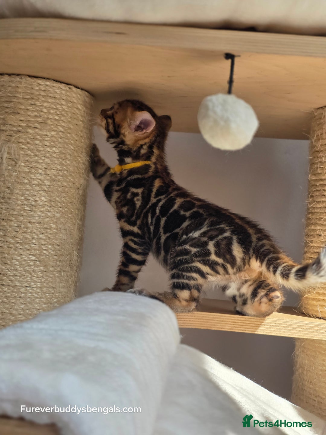 Bengal cats for sale: Gorgeous Pedigree Bengal Kittens  - Image 7