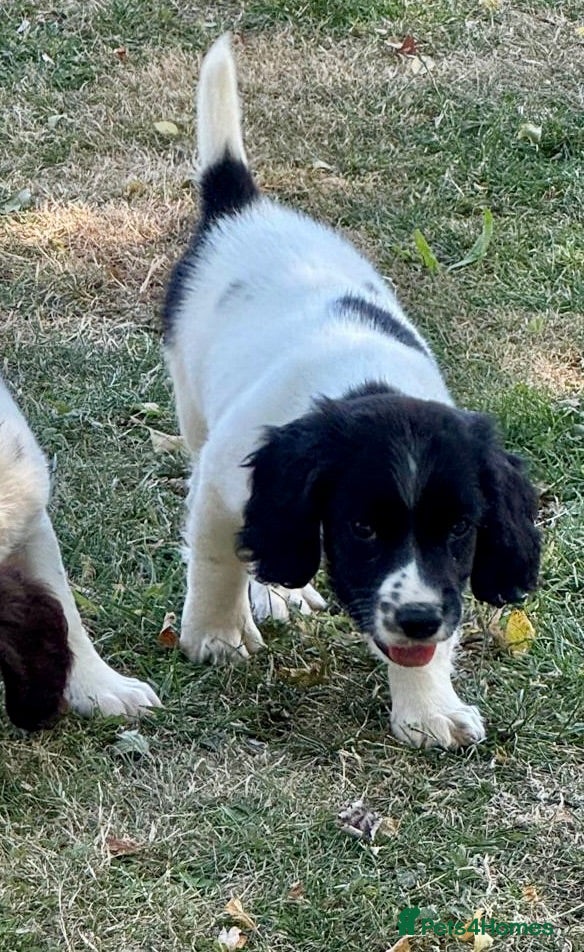 English Springer Spaniel dogs KC springer spaniels 1 male ready to go  - Advert 5
