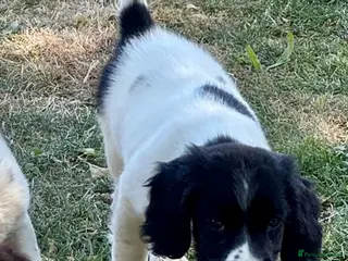 English Springer Spaniel dogs KC springer spaniels 1 male ready to go - Advert 5
