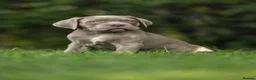 Cane Corso dogs for sale: 5 Towns Italian cane corso spring litter  - Advert 25