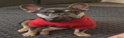 French Bulldog dogs for sale: Lilac and fawn micro french bulldog female  - Advert 2