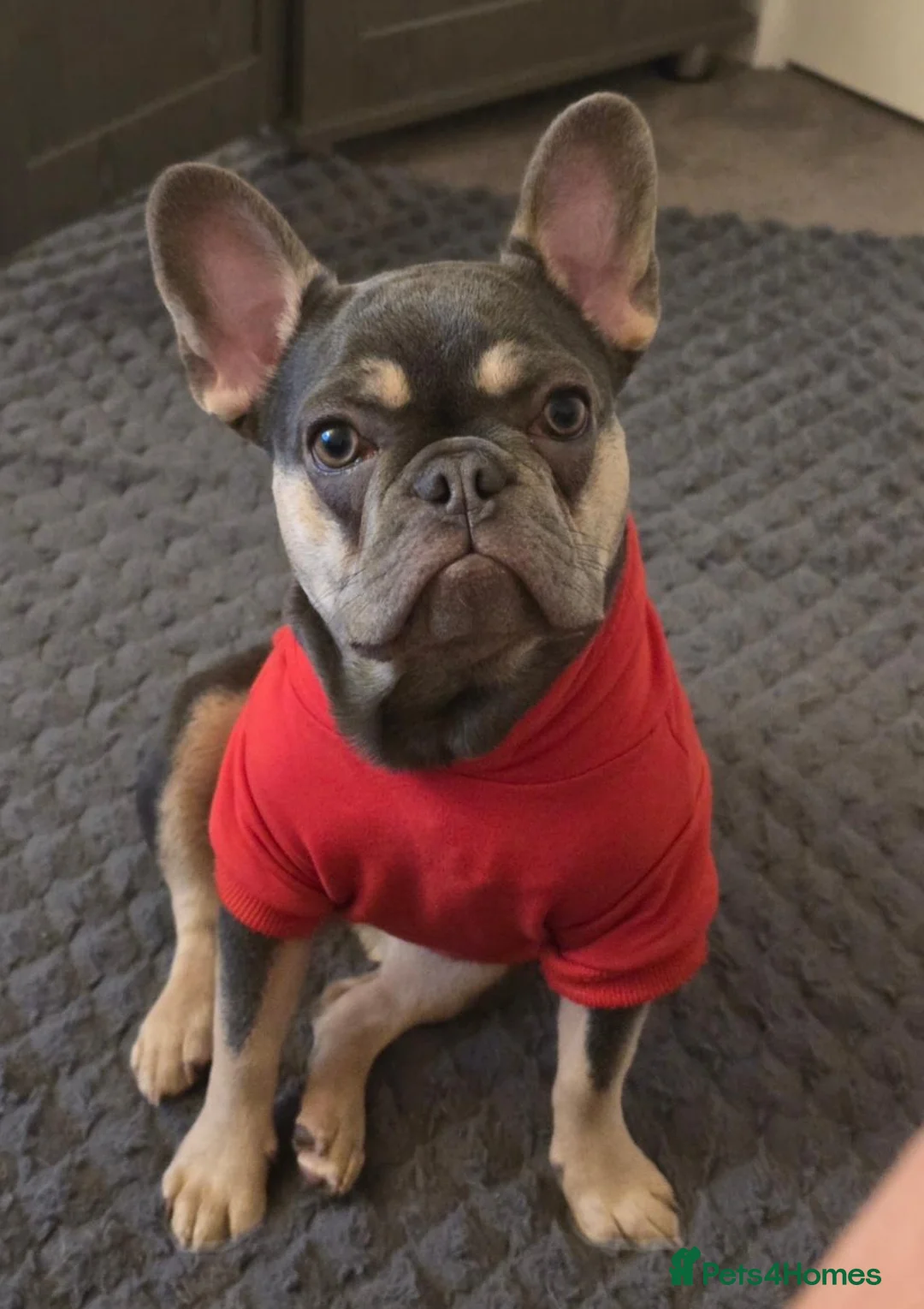 French Bulldog dogs for sale: Lilac and fawn micro french bulldog female  - Advert 2