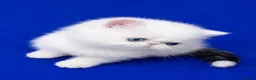 Exotic cats for sale: Superb quality rare exotic kittens. - Advert 4