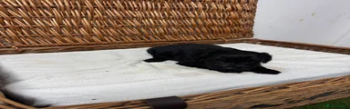 Cockapoo 4