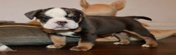 Olde English Bulldogge dogs for sale: Stunning Olde English Bulldog puppies - Advert 3