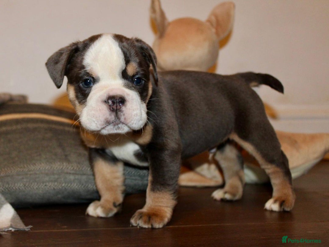Olde English Bulldogge dogs for sale: Stunning Olde English Bulldog puppies - Advert 3