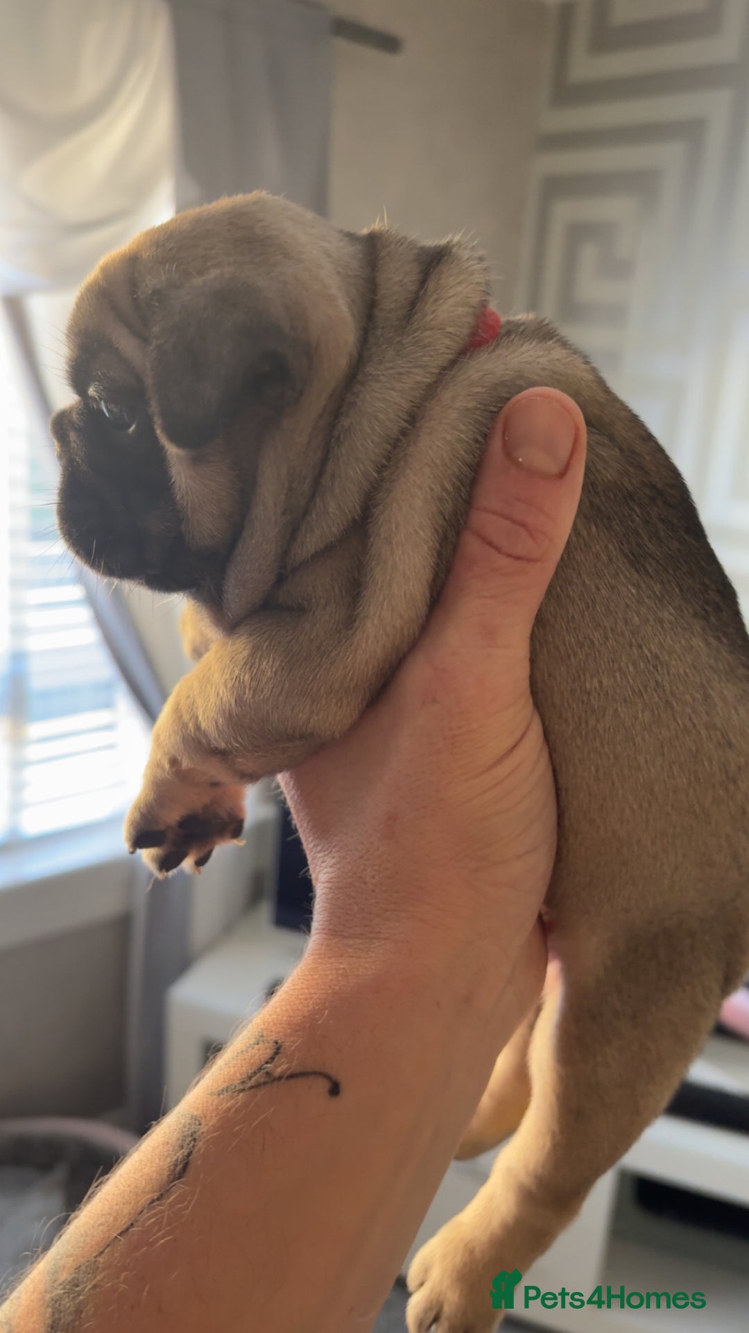 French Bulldog dogs for sale: Frenchies  - Advert 6