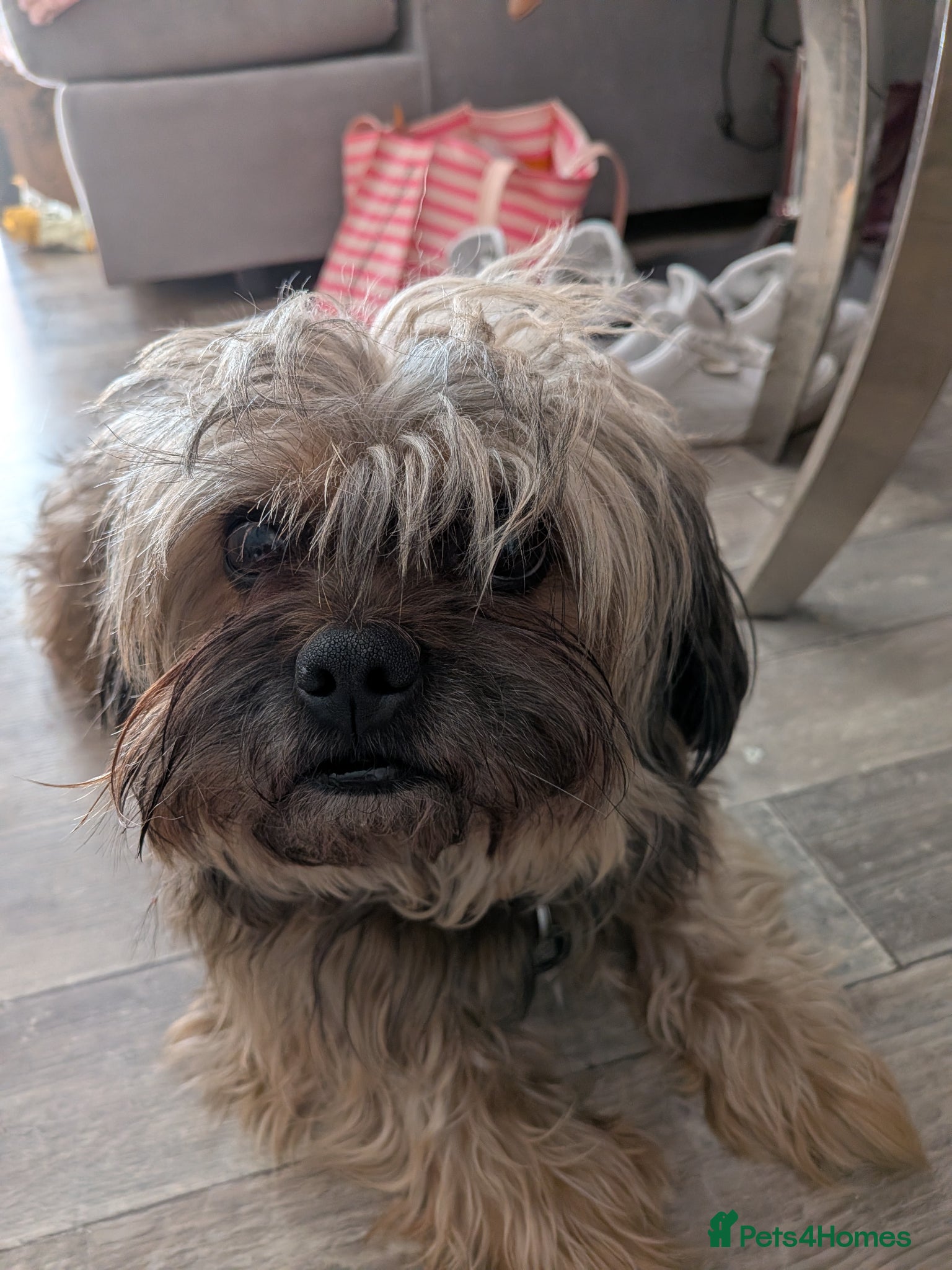 Shorkie dogs Walter - Advert 17