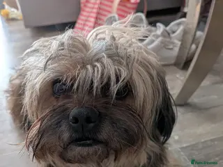 Shorkie dogs Walter - Advert 17