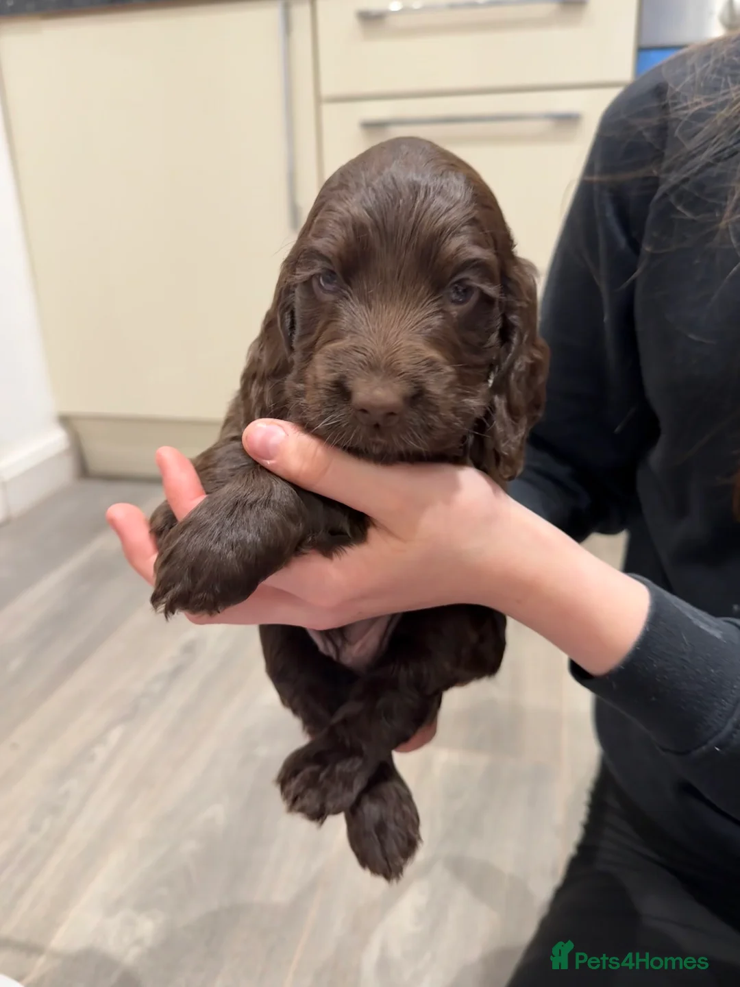 Cocker Spaniel dogs for sale: Health tested clear show cocker spaniel puppies - Advert 5