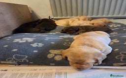 Labrador Retriever dogs for sale: 8 gorgeous chocolate/yellow girl & boy lab pups  - Image 15