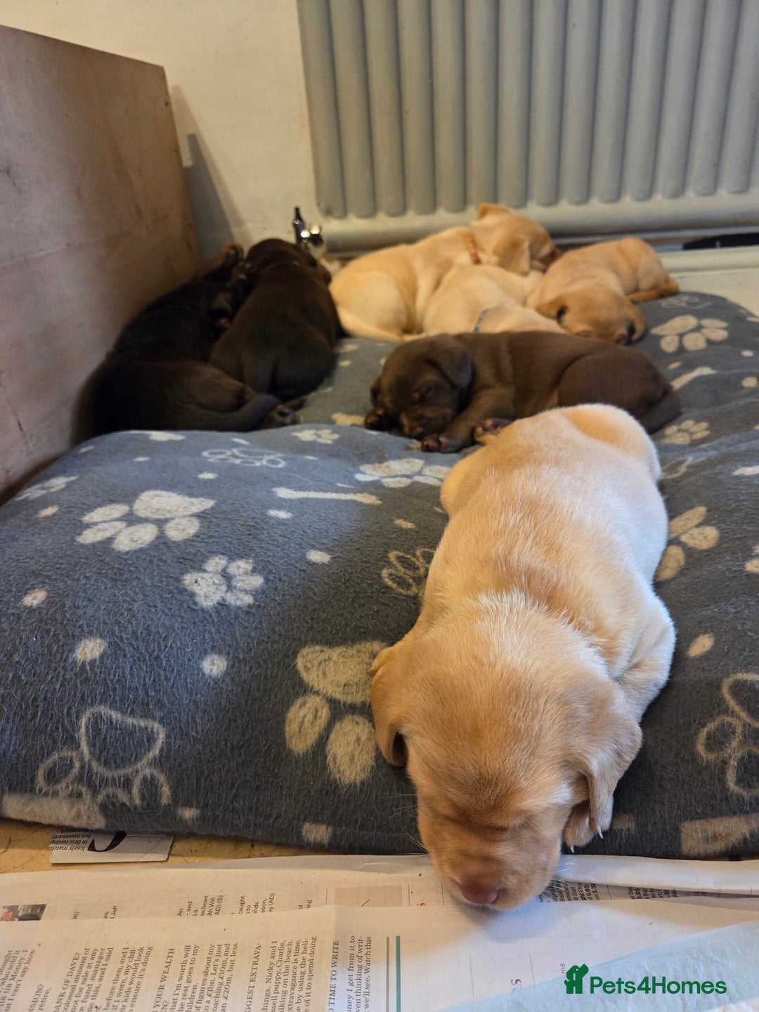 Labrador Retriever dogs for sale: 8 gorgeous chocolate/yellow girl & boy lab pups  - Image 15