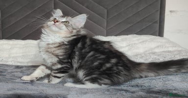 Maine Coon cats in Glasgow - Advert 13