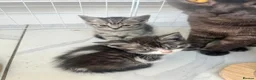 British Shorthair cats for sale: British shorthair cross kittens. Silver striped in Sutton-in-Ashfield - Advert 17