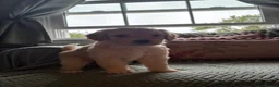 Cockapoo dogs for sale: Miniature F1 Cockapoo puppies Ready Now - Advert 11