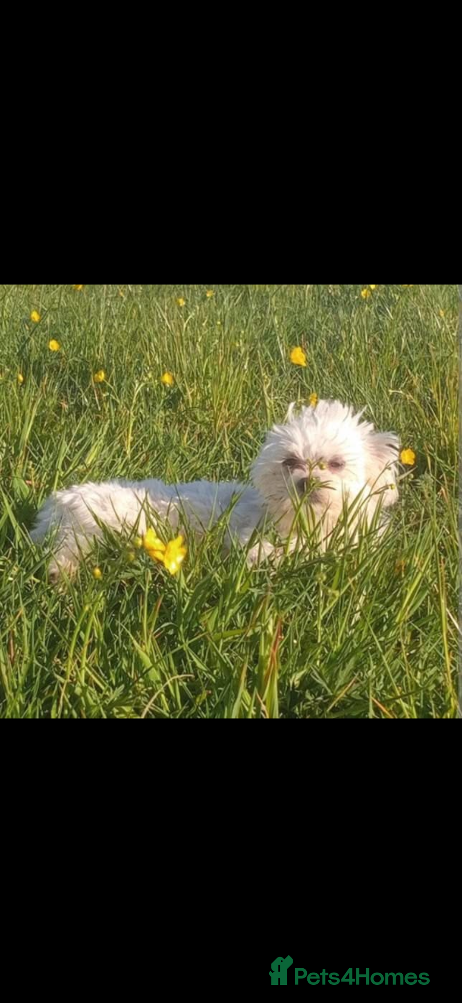 Maltese dogs Small white Korean Maltese  - Advert 6