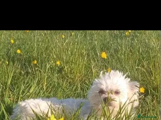Maltese dogs Small white Korean Maltese - Advert 6