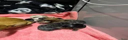 Mixed Breed dogs for sale: 7 beautiful puppies  in Taunton - Advert 29