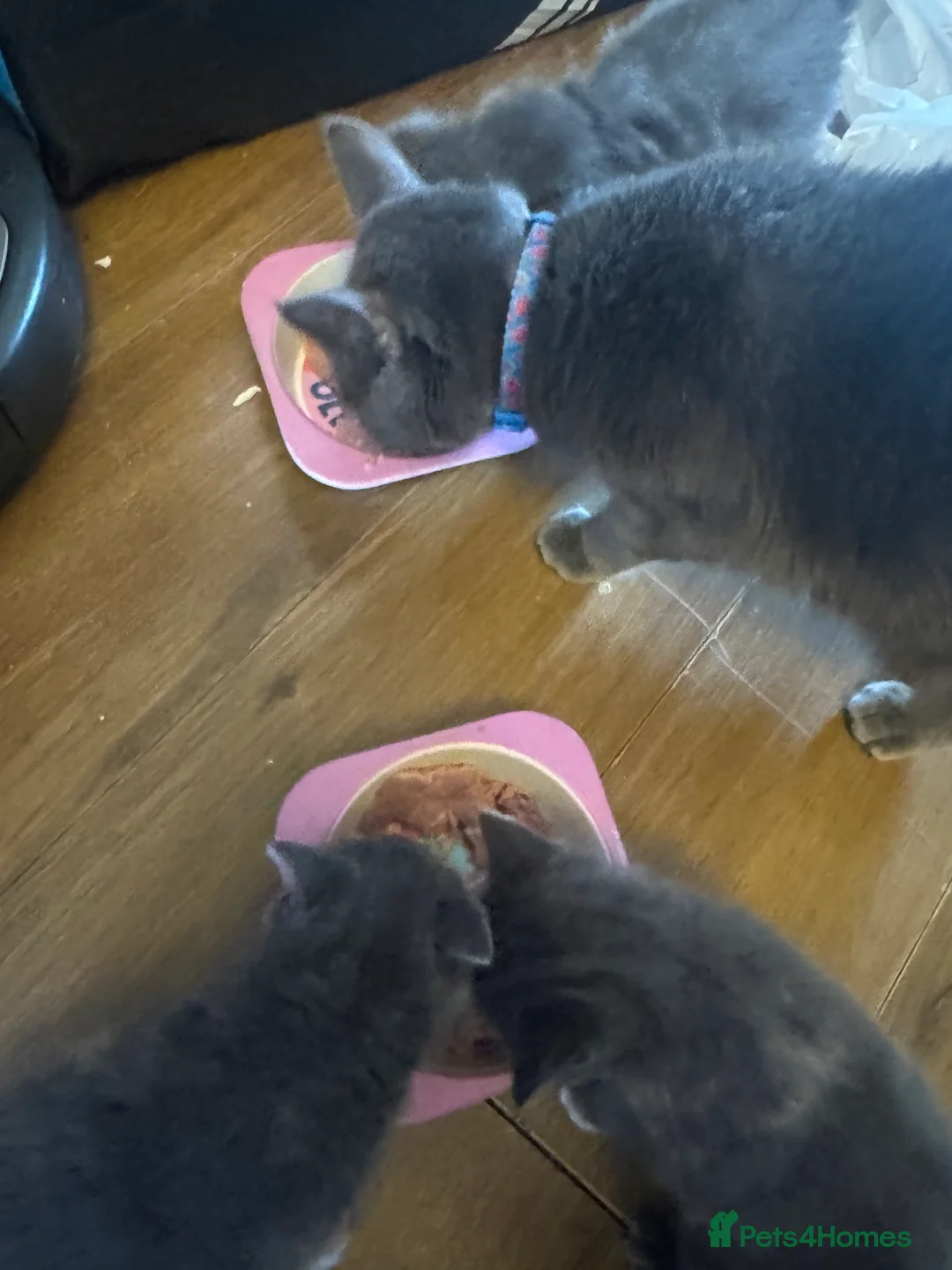 Russian Blue cats for sale: Beautiful Russian blue mix kittens   - Advert 4