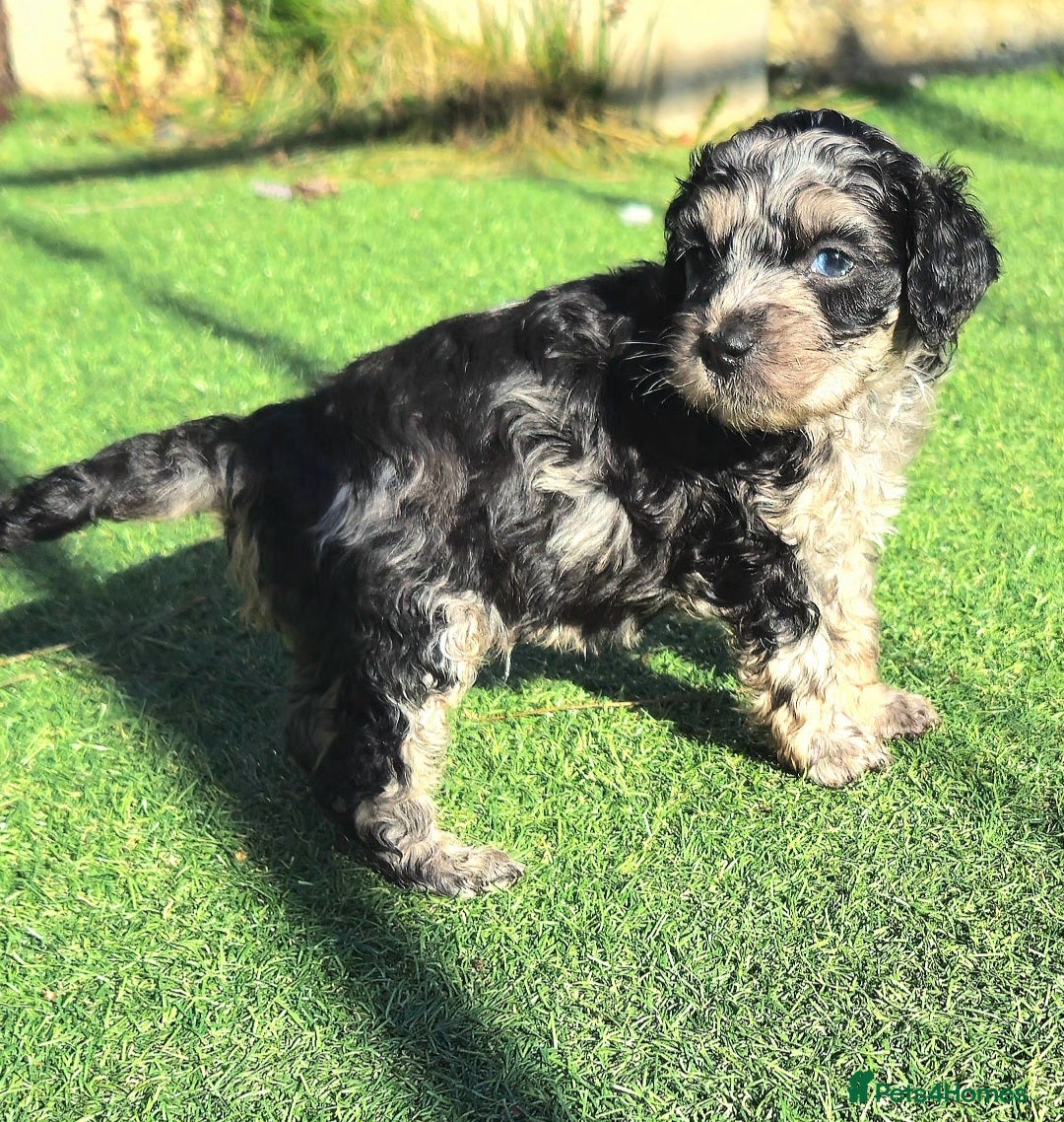 Cockapoo dogs F1b toy American  cockerpoos puppies  - Advert 3