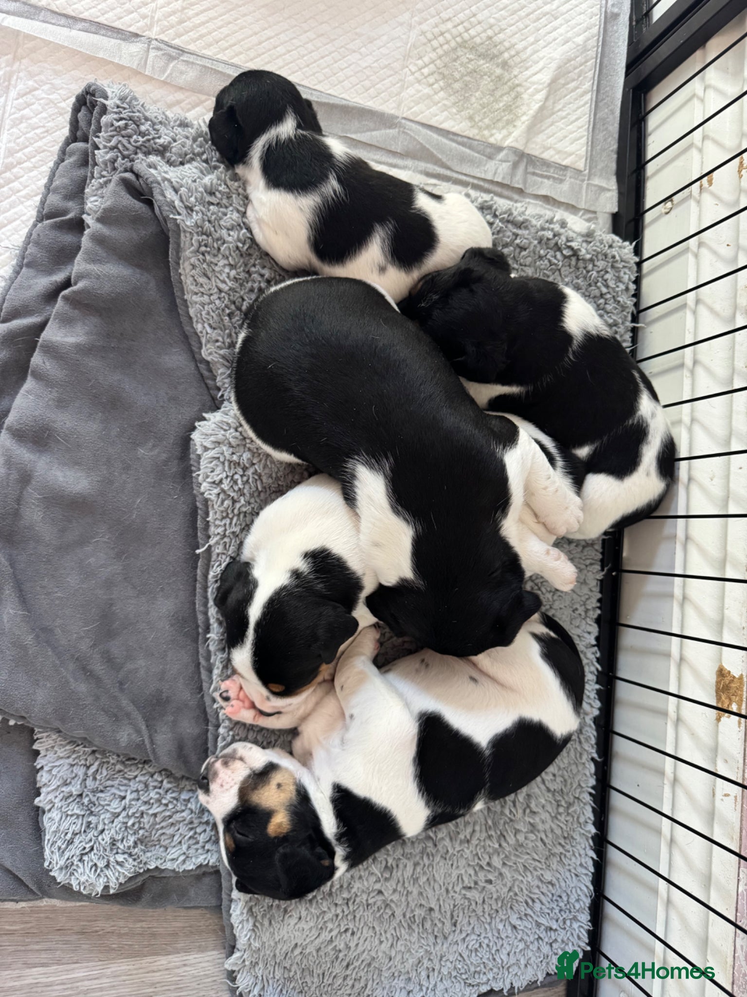 Parson Russell dogs Beautiful Parsons Russel Pups - Advert 2