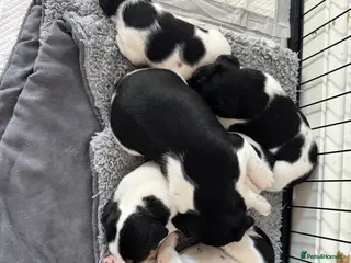 Parson Russell dogs Beautiful Parsons Russel Pups - Advert 2