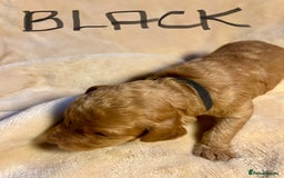 Double Doodle dogs for sale: Miniature GOLDENDOODLE puppies - Image 8