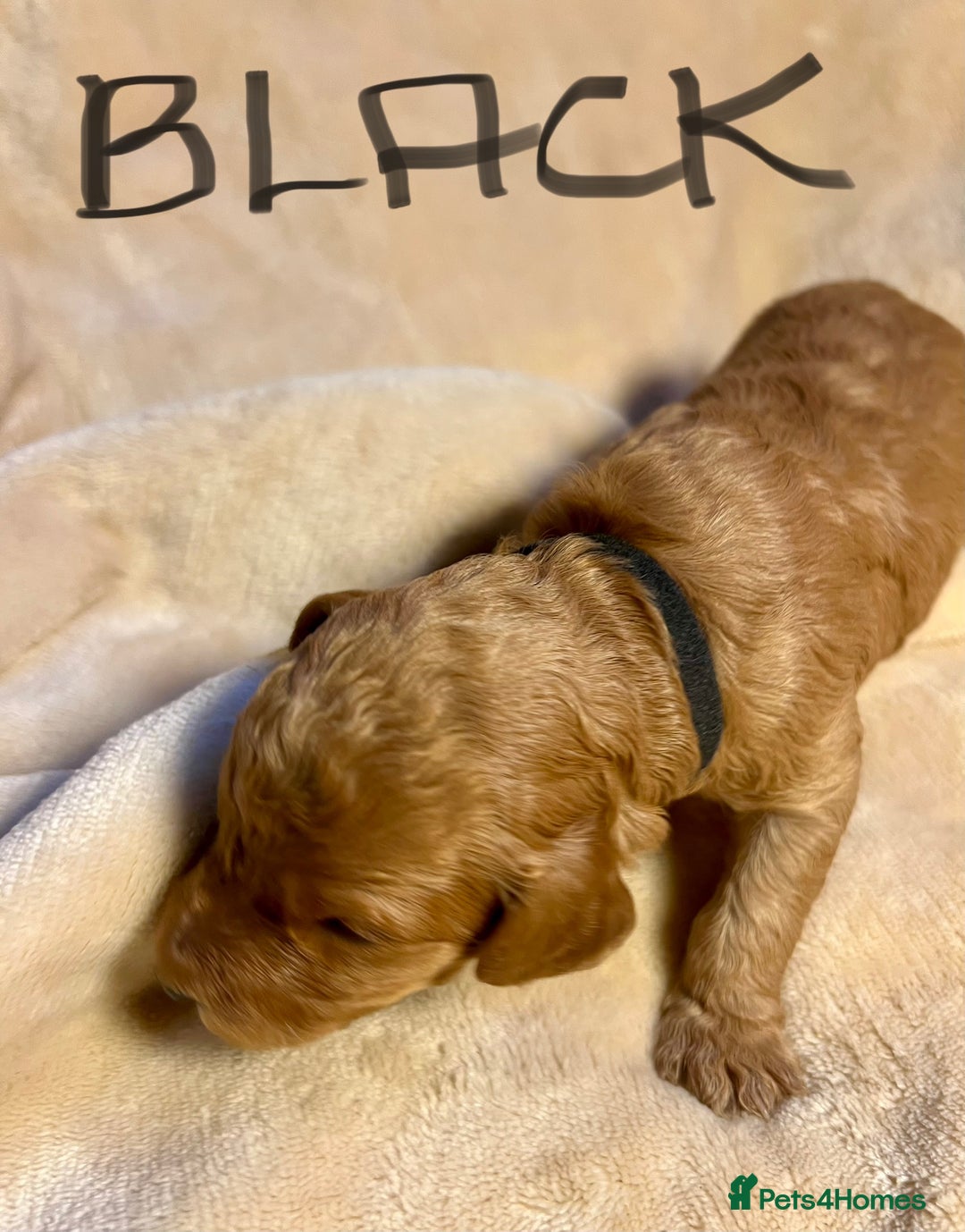 Double Doodle dogs for sale: Miniature GOLDENDOODLE puppies - Image 8