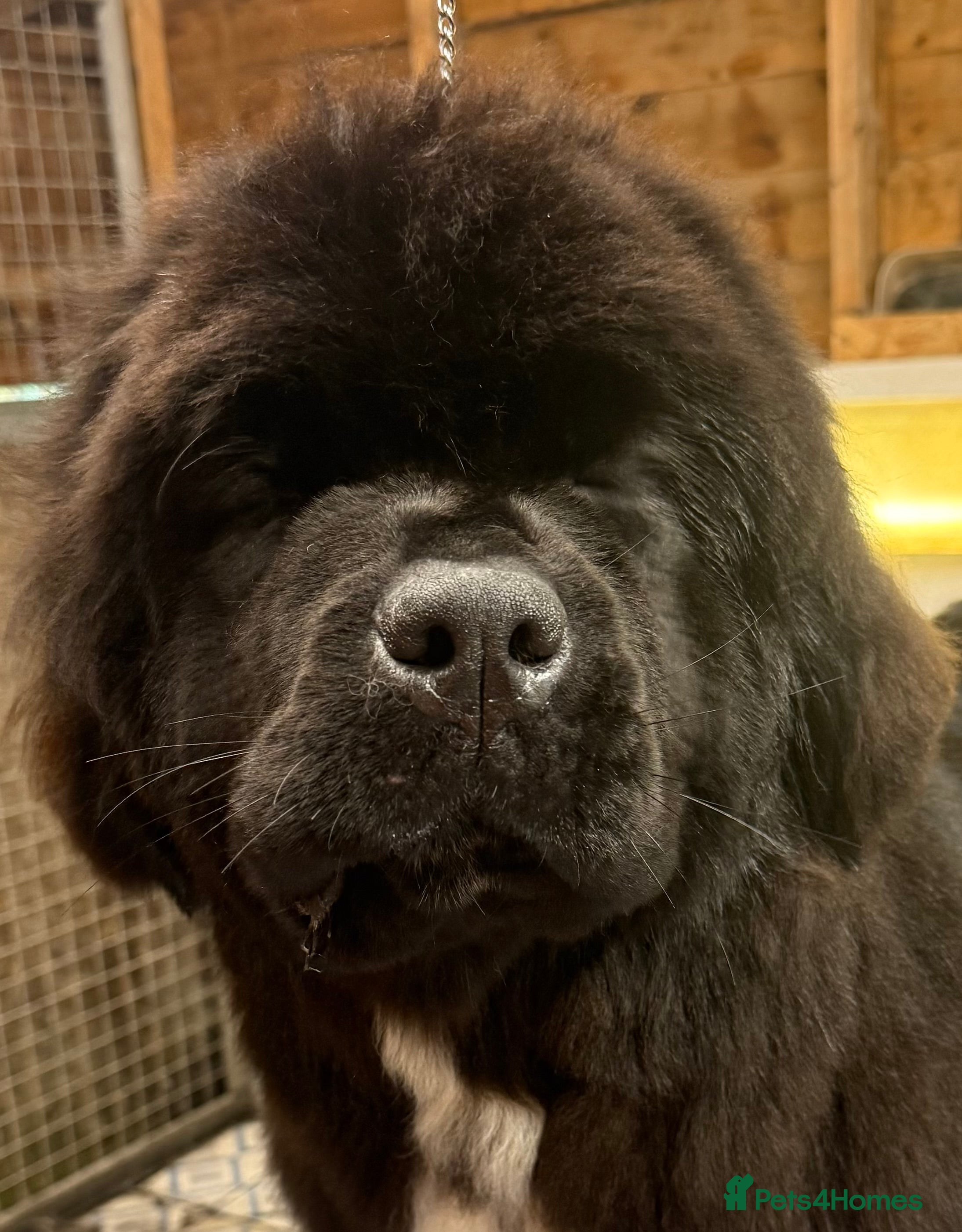 Newfoundland dogs Beautiful Newfoundland female  - Advert 4