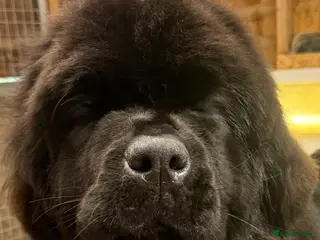 Newfoundland dogs Beautiful Newfoundland female - Advert 3