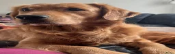 Golden Retriever dogs for sale: Beautiful Home Raised Golden Retriever Puppies - Advert 4