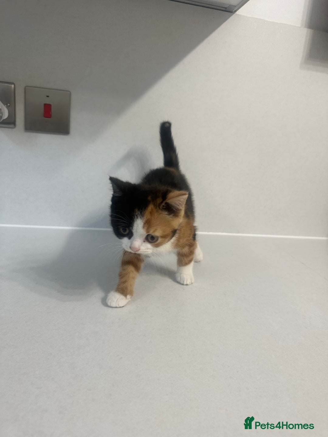 British Shorthair cats for sale: British short hair cross 2 female kittens - Image 6