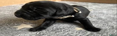 Labrador Retriever Puppy 7