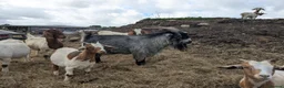 Goats livestock for sale: Pygmy goats for sale  in Clitheroe - Advert 2