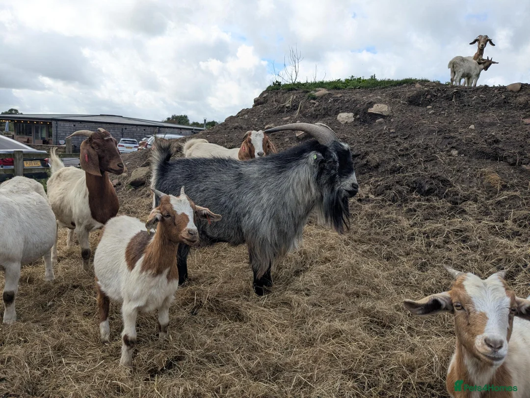 Goats livestock for sale: Pygmy goats for sale  in Clitheroe - Advert 2