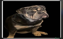 Dorset Olde Tyme Bulldogge dogs for stud: Proven LH fluffy carrier in Portsmouth - Image 1