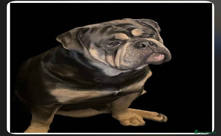 Dorset Olde Tyme Bulldogge dogs in Portsmouth - Advert 4