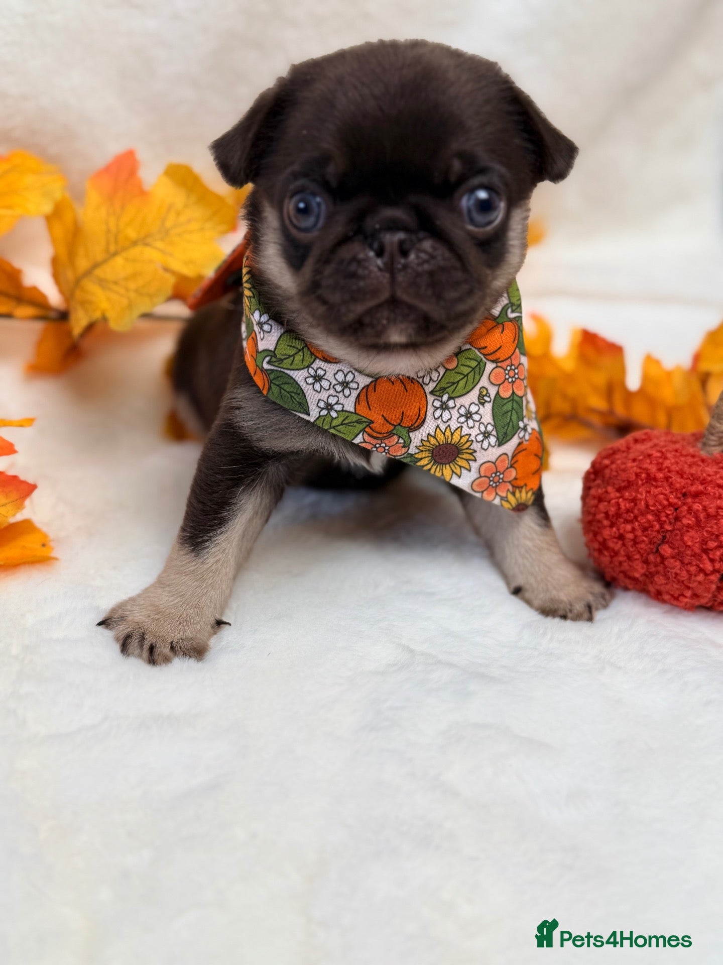 Pug dogs Last boy chocolate tan health tested  - Advert 2