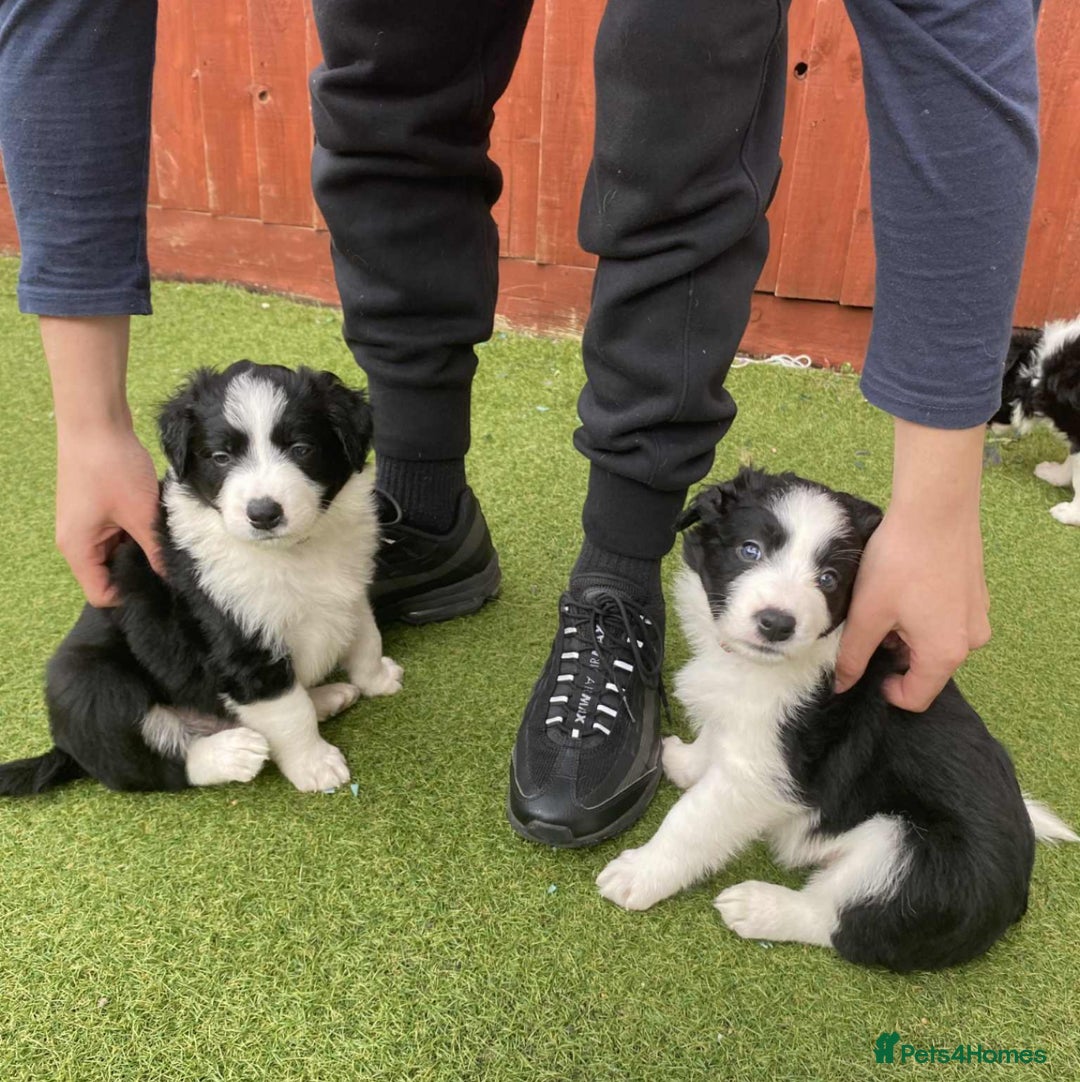 Border Collie dogs for sale: Puppy Border Collie - Image 4