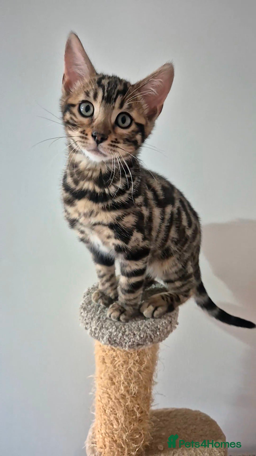 Bengal cats for sale: Pure Bred Bengal Kitten - Image 3